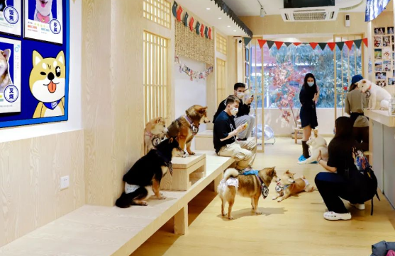 治愈无数广州人的柴犬体验餐厅，快被疫情打倒了