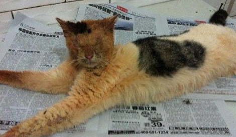 流浪猫街头痴等主人，皮肤化脓发臭无人敢接近，被救后猫生逆袭