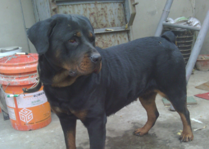 实力强劲的5种护卫犬，保护主人，绰绰有余！