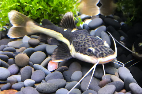 招财猫鱼能长多大？体型是比较大的