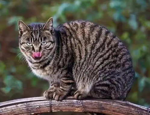 折耳猫和狸花猫的后代健康吗 折耳猫和狸花猫的后代健康吗
