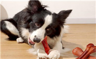 么哇狗玩具哪里买