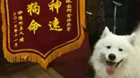 萨摩耶去派出所送锦旗：破案神速，救我狗命！