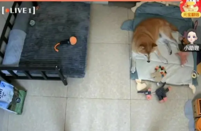 被第二次拍卖的柴犬登登:在等一个不会抛弃它的新主人 被第二次拍卖的柴犬登登:在等一个不会抛弃它的新主人