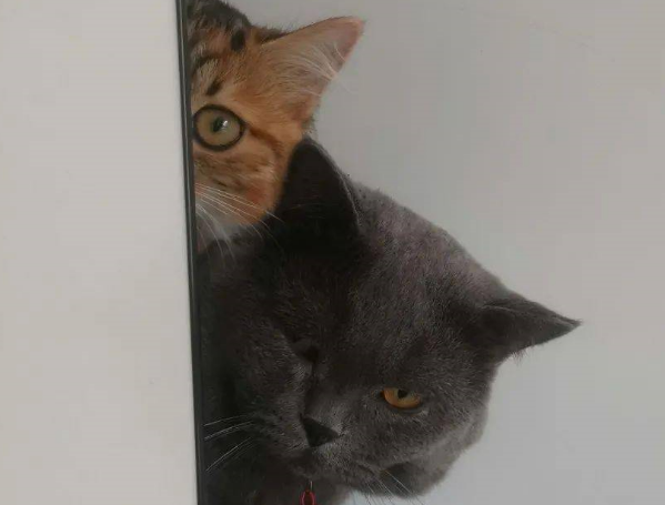 两只猫咪升级当妈咪,主人激动跑回家 两只猫咪升级当妈咪,主人激动跑回家