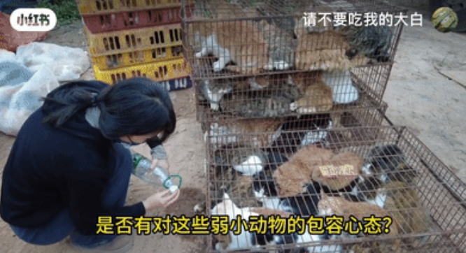 “请不要吃我的猫”:为了救猫,她成了“偷猫宰猫黑产”最怕的女人 “请不要吃我的猫”:为了救猫,她成了“偷猫宰猫黑产”最怕的女人
