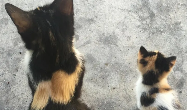 小伙喂养小猫后,猫妈妈找上门来,猫:今后你就是孩子它爸了 小伙喂养小猫后,猫妈妈找上门来,猫:今后你就是孩子它爸了