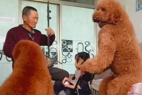 网友养的两只巨型贵宾犬,坐着都比人高还壮实,这是要成精了吗? 网友养的两只巨型贵宾犬,坐着都比人高还壮实,这是要成精了吗?