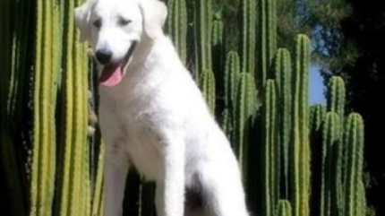 库瓦斯犬好养吗？注意该犬禁忌的食物