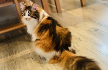 黑色三花猫为什么招财