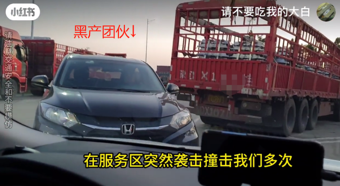 “请不要吃我的猫”:为了救猫,她成了“偷猫宰猫黑产”最怕的女人 “请不要吃我的猫”:为了救猫,她成了“偷猫宰猫黑产”最怕的女人
