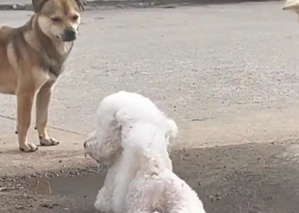 比熊犬随主人回村过年，画面太美不敢看