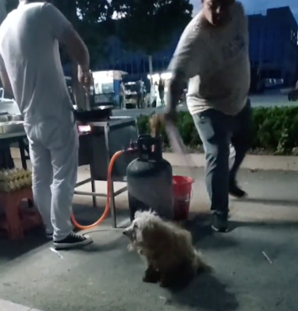 流浪狗被救助后,它竟一一向曾经喂过饭的老板道谢和告别,泪目了 流浪狗被救助后,它竟一一向曾经喂过饭的老板道谢和告别,泪目了