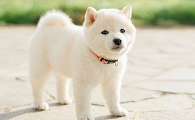 白色柴犬多少钱一只