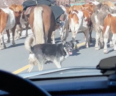 网友开车跟牛群太近了，被牧牛犬警告停下来！狗：算你有眼力见！
