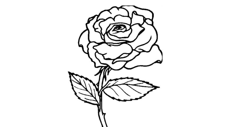 玫瑰花的简笔画