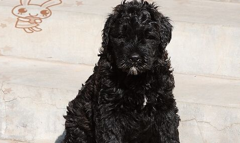 法兰德斯畜牧犬多少钱 1000至3000元之间 法兰德斯畜牧犬多少钱 1000至3000元之间