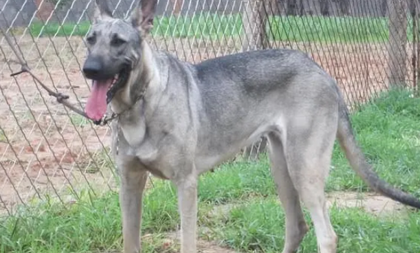 狼青犬100元一只
