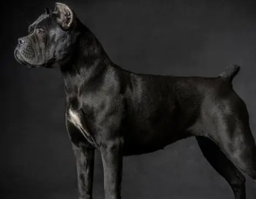 狗界7大优秀“护卫犬”，挑一只当你的贴身保镖吧