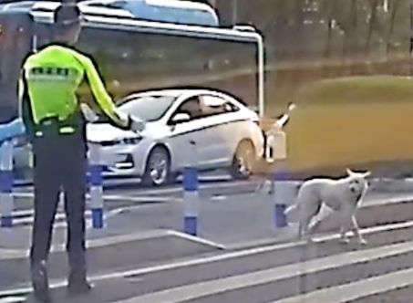 狗狗想要过马路,交警马上做手势让它在原地等待,它还真的看懂了 狗狗想要过马路,交警马上做手势让它在原地等待,它还真的看懂了