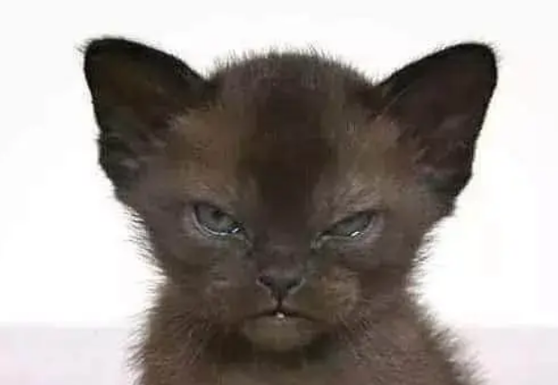 网友买小奶猫,痛骂卖猫的是骗子,说好的小奶猫,可这要怎么解释 网友买小奶猫,痛骂卖猫的是骗子,说好的小奶猫,可这要怎么解释