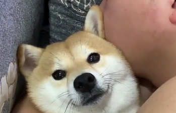 看男友抱柴犬睡觉主人吃醋,结果它还“抛媚眼”,网友:宣誓主权 看男友抱柴犬睡觉主人吃醋,结果它还“抛媚眼”,网友:宣誓主权