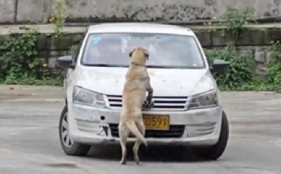 学员正在驾校里练车,一只狗狗跑到车头指挥! 学员正在驾校里练车,一只狗狗跑到车头指挥!