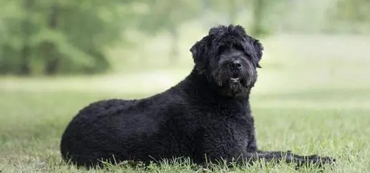 法兰德斯畜牧犬吃什么好? 法兰德斯畜牧犬吃什么好?