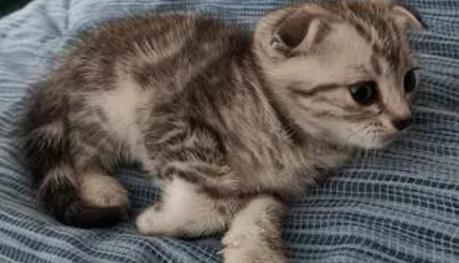 为什么养猫的人越来越多?三大原因,道出年轻人的心酸 为什么养猫的人越来越多?三大原因,道出年轻人的心酸