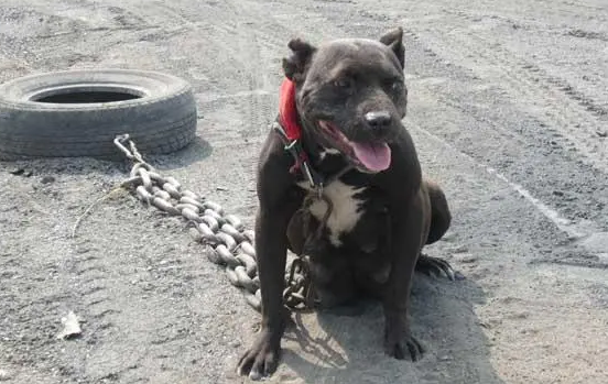 一刀砍死比特犬视频