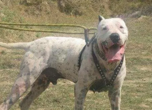 库达犬，终极杀戮的机器，猛犬中的战斗机！