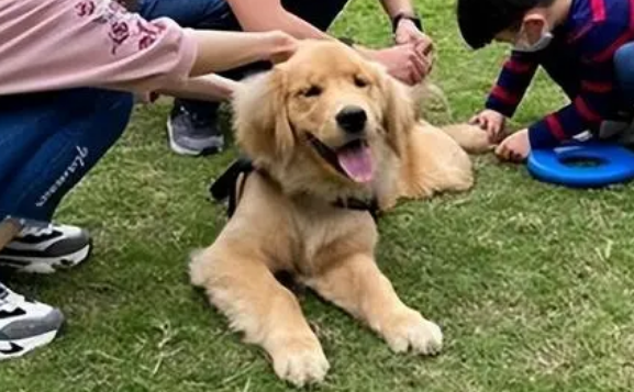 狗未栓绳咬伤小孩,父亲为护娃将狗打伤狗主人 狗未栓绳咬伤小孩,父亲为护娃将狗打伤狗主人