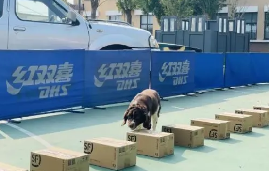 警犬冷知识：缉毒犬养成手册