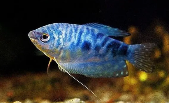 蓝星鱼怎么繁殖?4~5月龄性成熟 蓝星鱼怎么繁殖?4~5月龄性成熟