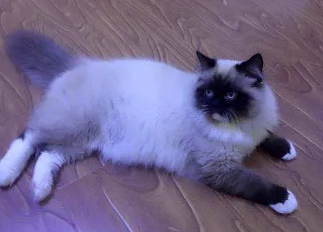 东北猫有多便宜?看完你就知道了 东北猫有多便宜?看完你就知道了