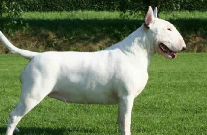 牛头犬价格多少钱一只 牛头犬价格多少钱一只