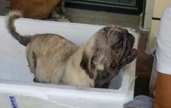 满身皮肤病，散发着恶臭的流浪巴哥犬
