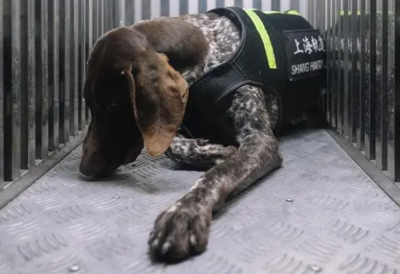 一条警犬的养成｜身边的动物