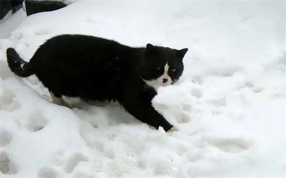 乌云踏雪猫多少钱图片