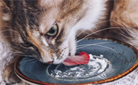 为什么猫只舔食物啊