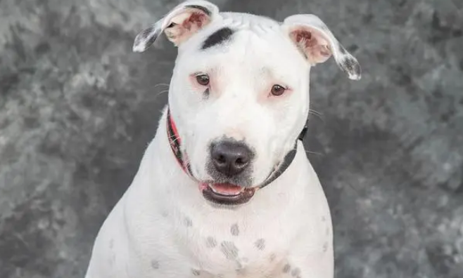 护卫犬排行榜的前十名