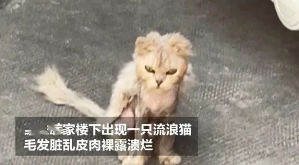 妹纸花3000块救助流浪猫,2个月后却大变样 妹纸花3000块救助流浪猫,2个月后却大变样