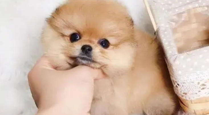 博美纯种一只大概多少钱 博美纯种一只大概多少钱