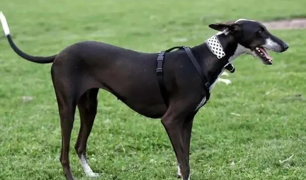 中国细犬为什么是禁犬