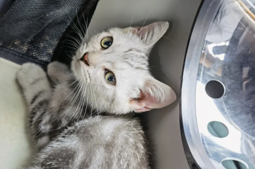 猫咪骨折花费上万，宠物看病比人贵