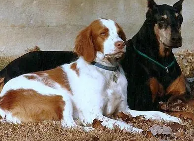不列塔尼猎犬的性格 很适合当成家庭犬饲养 不列塔尼猎犬的性格 很适合当成家庭犬饲养