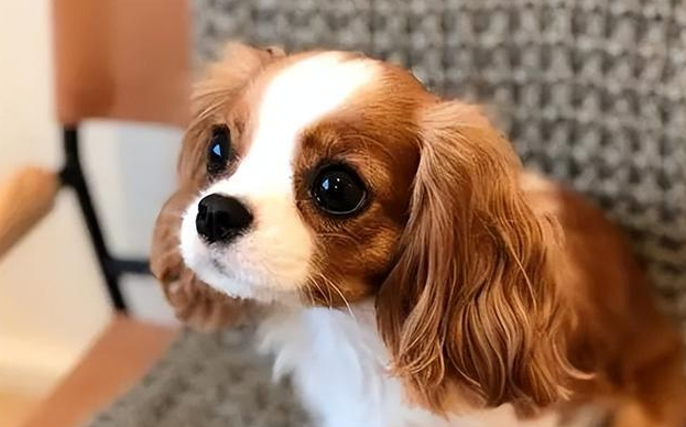 查理王小猎犬多大成年
