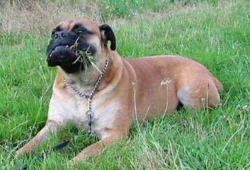 如何挑选斗牛马士提夫犬 身体越坚实越好