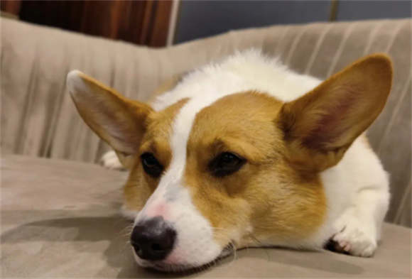宠物狗柯基犬多少钱一只