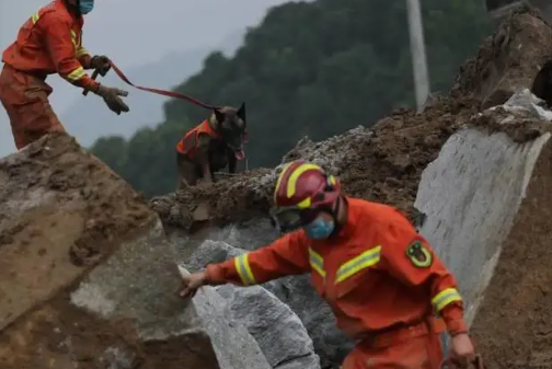 辛苦了 最后一次出警的“搜救犬” 辛苦了 最后一次出警的“搜救犬”